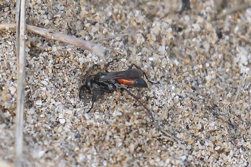 Pompilidae